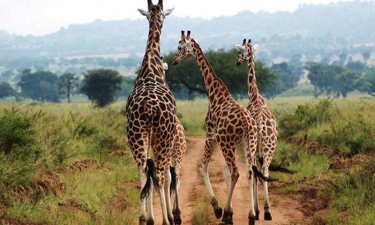 Safari Landscape